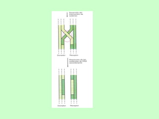 Generalidades sobre genetica microbiana