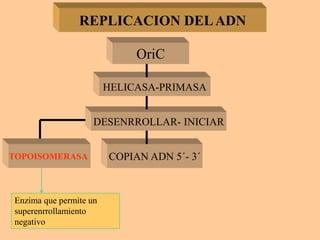 REPLICACION DELADN
HELICASA-PRIMASA
DESENRROLLAR- INICIAR
COPIAN ADN 5´- 3´
OriC
TOPOISOMERASA
Enzima que permite un
superenrrollamiento
negativo
 