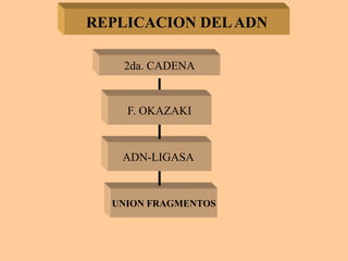 REPLICACION DELADN
2da. CADENA
F. OKAZAKI
ADN-LIGASA
UNION FRAGMENTOS
 