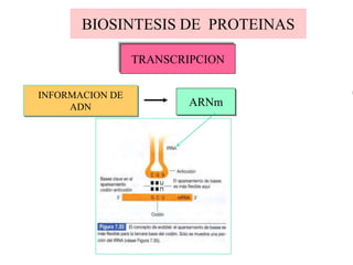 BIOSINTESIS DE PROTEINAS
INFORMACION DE
ADN ARNm
TRANSCRIPCION
 