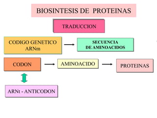 BIOSINTESIS DE PROTEINAS
CODIGO GENETICO
ARNm
ARNt - ANTICODON
AMINOACIDOCODON
SECUENCIA
DE AMINOACIDOS
TRADUCCION
PROTEINAS
 