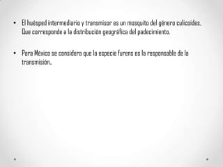 • El huésped intermediario y transmisor es un mosquito del género culicoides,
Que corresponde a la distribución geográfica del padecimiento.
• Para México se considera que la especie furens es la responsable de la
transmisión.

 