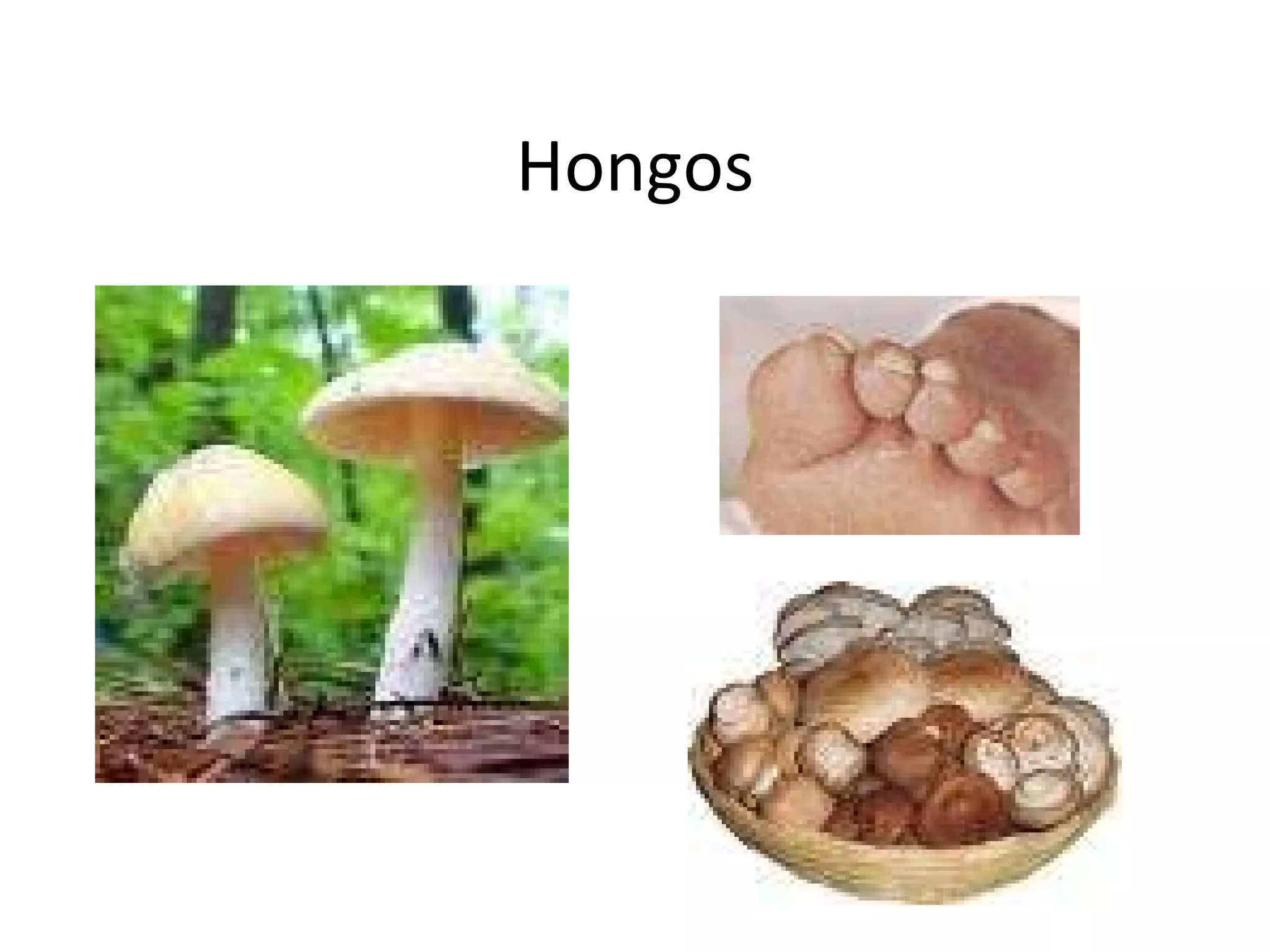 Hongos 