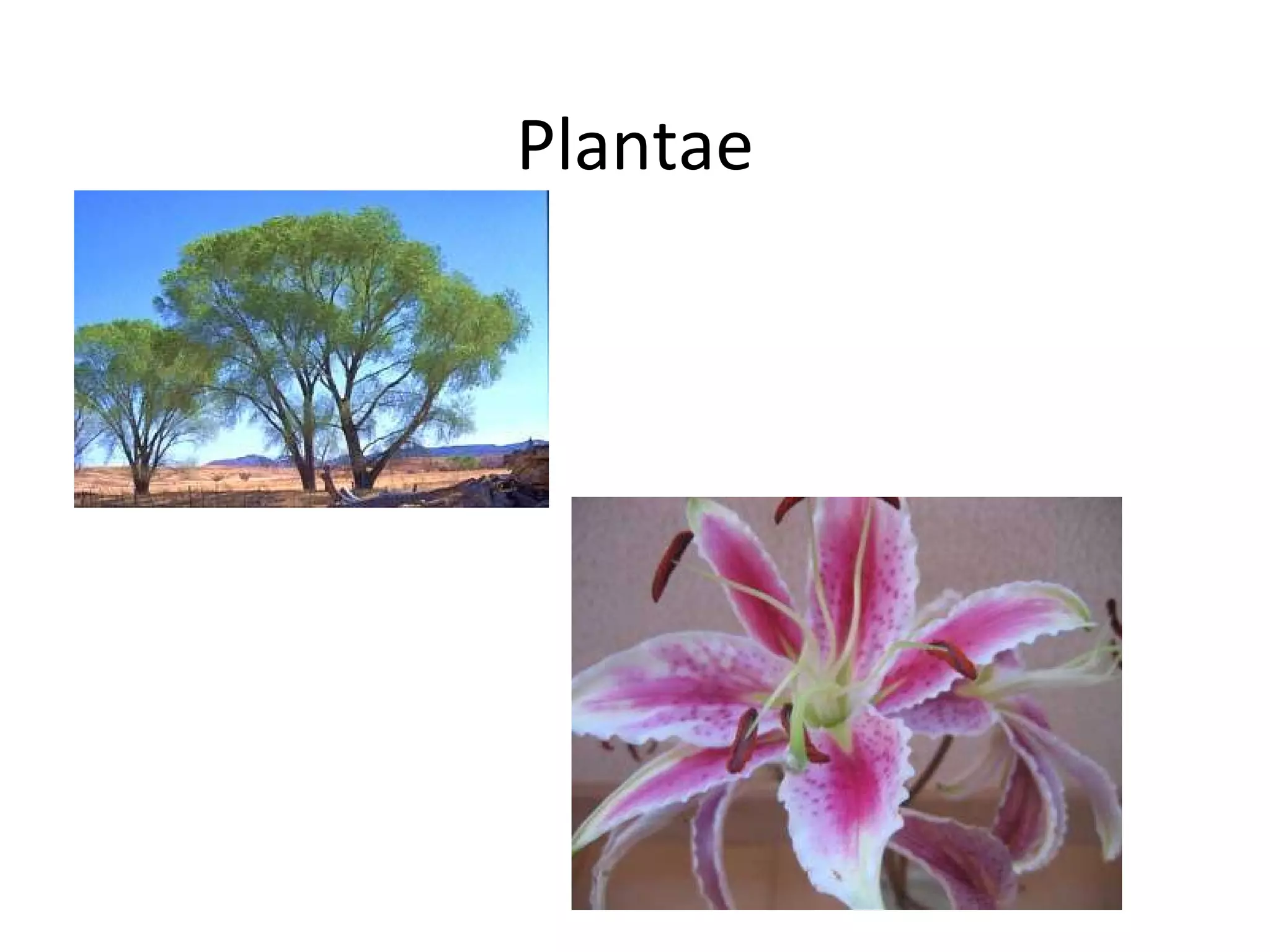 Plantae 