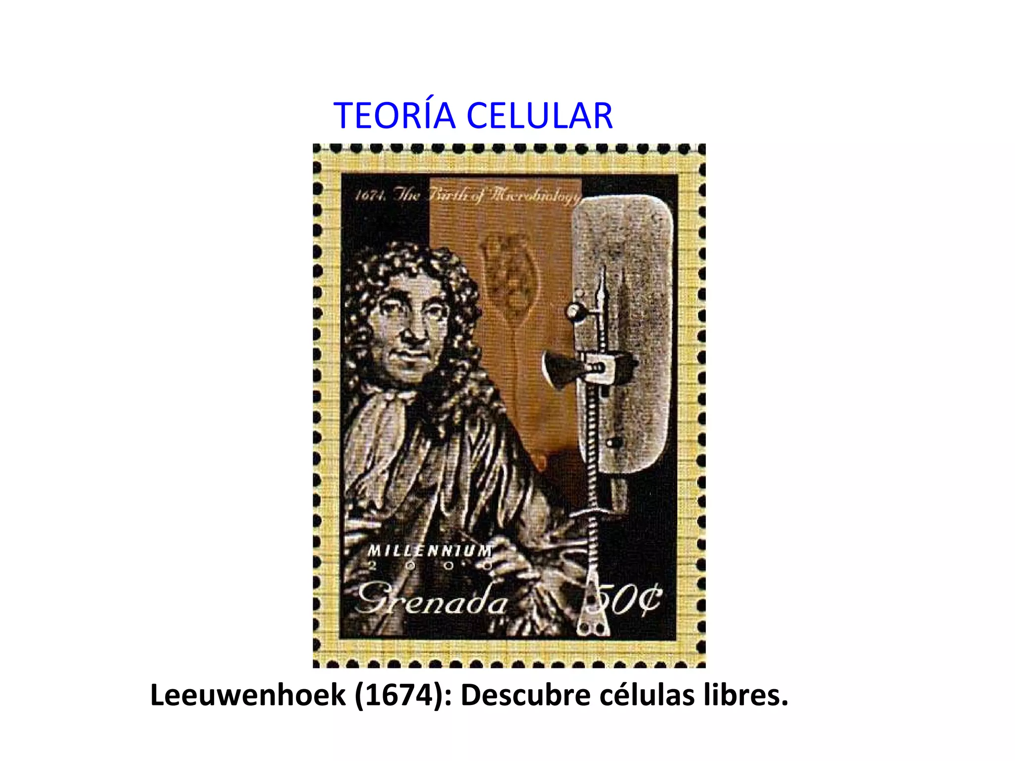 TEORÍA CELULAR Leeuwenhoek (1674): Descubre células libres. 