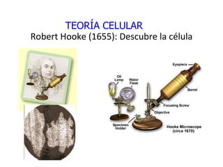 Robert Hooke (1655): Descubre la célula TEORÍA CELULAR 