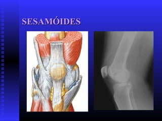 SESAMÓIDESSESAMÓIDES
 