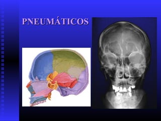 PNEUMÁTICOSPNEUMÁTICOS
 