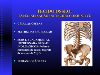 TECIDO ÓSSEO:TECIDO ÓSSEO:
ESPECIALIZAÇÃO DO TECIDO CONJUNTIVOESPECIALIZAÇÃO DO TECIDO CONJUNTIVO
 CÉLULAS ÓSSEASCÉLULAS ÓSSEAS
 MATRIZ INTERCELULARMATRIZ INTERCELULAR
 SUBST. FUNDAMENTALSUBST. FUNDAMENTAL
IMPREGNADA DE SAISIMPREGNADA DE SAIS
INORGÂNICOS (fosfato eINORGÂNICOS (fosfato e
carbonato de cálcio, fluoretocarbonato de cálcio, fluoreto
de cálcio e de Mgde cálcio e de Mg +2+2
))
 FIBRAS COLÁGENASFIBRAS COLÁGENAS
 