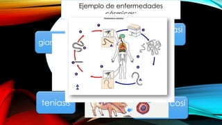 Por consecuencia, ciertas
parasitologías pueden ser
cosmopolitas, o su
frecuencia puede ser
alta.
Ejemplo de enfermedades
cósmicas:
giardiasis
teniasis oncocercosi
s
amibiasi
s
 