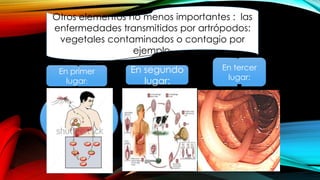 Otros elementos no menos importantes : las
enfermedades transmitidos por artrópodos:
vegetales contaminados o contagio por
ejemplo:
Paludismo.
Tripanosomia
sis
leishmaniasis
fasciolosis Enterobia
sis.
En primer
lugar:
En segundo
lugar:
En tercer
lugar:
 