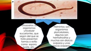 Aspectos
importantes
conocer:
Protozoarios: son
organismos
unicelular
eucariontes, que
según del que se
trate presentan
formas o estilo
como espora,
quiste, etc.,
Helmintos: son
organismos
pluricelulares,
algunos son
hermafroditas y
muchas son dioicos
ovíparos y unos
pocos ovíparos.
 