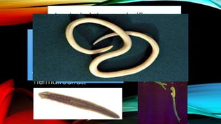 Los helmintos se clasifican en:
Platelmintos:
•Forma
aplanada.
•Sin cavidad
corporal.
•La mayoría son
hermafroditas.
nematelmintos:
Cuerpo cilíndrico.
De sexos
separados.
Tremátodos:
Tienen
forma de
hoja.
 