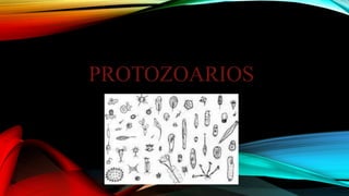 PROTOZOARIOS
 