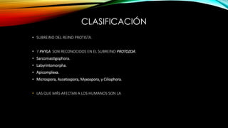 CLASIFICACIÓN
• SUBREINO DEL REINO PROTISTA.
• 7 PHYLA SON RECONOCIDOS EN EL SUBREINO PROTOZOA:
• Sarcomastigophora.
• Labyrintomorpha.
• Apicomplexa.
• Microspora, Ascetospora, Myxospora, y Ciliophora.
• LAS QUE MÁS AFECTAN A LOS HUMANOS SON LA SARCOMASTIGOPHORA, APICOMPLEXA,
MICROSPORA Y CILIOPHORA.
 