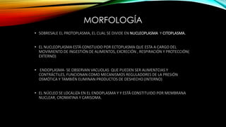 MORFOLOGÍA
• SOBRESALE EL PROTOPLASMA, EL CUAL SE DIVIDE EN NUCLEOPLASMA Y CITOPLASMA.
• EL NUCLEOPLASMA ESTÁ CONSTUIDO POR ECTOPLASMA QUE ESTA A CARGO DEL
MOVIMIENTO DE INGESTIÓN DE ALIMENTOS, EXCRECIÓN , RESPIRACIÓN Y PROTECCIÓN(
EXTERNO)
• ENDOPLASMA- SE OBSERVAN VACUOLAS QUE PUEDEN SER ALIMENTCIAS Y
CONTRÁCTILES, FUNCIONAN COMO MECANISMOS REGULADORES DE LA PRESIÓN
OSMÓTICA Y TAMBIÉN ELIMINAN PRODUCTOS DE DESHECHO.(INTERNO)
• EL NÚCLEO SE LOCALIZA EN EL ENDOPLASMA Y Y ESTÁ CONSTITUIDO POR MEMBRANA
NUCLEAR, CROMATINA Y CARISOMA.
 