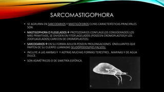 SARCOMASTIGOPHORA
• SE AGRUPAN EN SARCODARIOS Y MASTIGÓFOROS CUYAS CARACTERÍSTICAS PRINCIPALES
SON:
• MASTIGOPHORA O FLEGELADOS PROTOZOARIOS CONFLAGELOS CONSIDERADOS LOS
MÁS PRIMITIVOS, SE DIVIDEN EN FITOFLAGELADOS (POSEEEN CROMOPLASTOS)Y LOS
ZOOFLAGELADOS( CARECEN DE CROMOPLASTOS).
• SARCODARIOS EN SU FORMA ADULTA POSEEN PROLONGACIONES ONDULANTES QUE
PARTEN DE SU CUERPO LLAMADAS SEUDÓPODOS(PIES FALSOS).
• INCLUYE A LAS AMIBAS Y Y AOTRAS MUCHAS FORMAS TERESTRES , MARINAS Y DE AGUA
DULCE.
• SON ASIMÉTRICOS O DE SIMETRÍA ESFÉRICA.
 