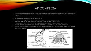 APICOMPLEXA
• GRUPO DE PROTOZOOS PARÁSITOS, SE CARACTERIZAN POR UN COMPLICADO COMPLEJO
APICAL.
• MEMBRANA COMPUESTA DE ALVÉOLOS.
• MÁS DE 300 GÉNEROS QUE INCLUYEN CERCA DE 4,600 ESPECIES.
• PARÁSITOS INTRACELULARES OBLIGADOS DURANTE SU ETAPA PROLIFERATIVA.
• CICLOS BIOLÓGICOS Y CON FASE SEXUALES EN HUÉSPEDES DEFINITIVOS Y ASEXUALES EN
INTERMEDARIOS.
 