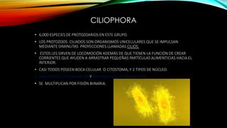 CILIOPHORA
• 6,000 ESPECIES DE PROTOZOARIOS EN ESTE GRUPO.
• LOS PROTOZOOS CILIADOS SON ORGANISMOS UNICELULARES QUE SE IMPULSAN
MEDIANTE DIMINUTAS PROYECCIONES LLAMADAS CILIOS.
• ESTOS LES SIRVEN DE LOCOMOCIÓN ADEMÁS DE QUE TIENEN LA FUNCIÓN DE CREAR
CORRIENTES QUE AYUDEN A ARRASTRAR PEQUEÑAS PARTÍCULAS ALIMENTICIAS HACIA EL
INTERIOR.
• CASI TODOS POSEEN BOCA CELULAR O CITOSTOMA, Y 2 TIPOS DE NÚCLEO:
• MACRONÚCLEO VEGETATIVO Y MICRONÚCLEO REPRODUCTOR.
• SE MULTIPLICAN POR FISIÓN BIINARIA.
 