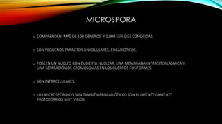 MICROSPORA
o COMPRENDEN MÁS DE 100 GÉNEROS Y 1,000 ESPECIES CONOCIDAS.
o SON PEQUEÑOS PARÁSITOS UNICELULARES, EUCARIÓTICOS.
o POSEEN UN NÚCLEO CON CUBIERTA NUCLEAR, UNA MEMBRANA INTRACITOPLÁSMICA Y
UNA SEPARACIÓN DE CROMOSOMAS EN LOS CUERPOS FUSIFORMES.
o SON INTRACELULARES.
o LOS MICROSPORIDIOS SON TAMBIÉN PROCARIÓTICOS SON FILOGENÉTICAMENTE
PROTOZOARIOS MUY VIEJOS.
 