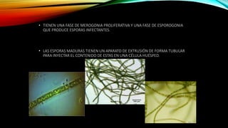 • TIENEN UNA FASE DE MEROGONIA PROLIFERATIVA Y UNA FASE DE ESPOROGONIA
QUE PRODUCE ESPORAS INFECTANTES.
• LAS ESPORAS MADURAS TIENEN UN APARATO DE EXTRUSIÓN DE FORMA TUBULAR
PARA INYECTAR EL CONTENIDO DE ESTAS EN UNA CÉLULA HUÉSPED.
 