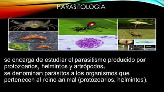 PARASITOLOGÍA
se encarga de estudiar el parasitismo producido por
protozoarios, helmintos y artrópodos.
se denominan parásitos a los organismos que
pertenecen al reino animal (protozoarios, helmintos).
 
