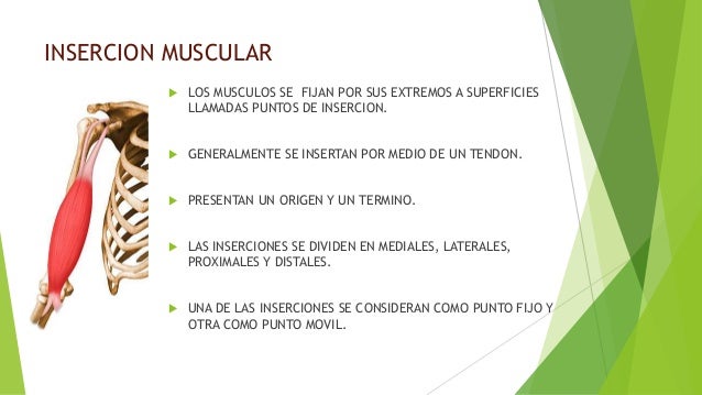 Generalidades sobre sistema muscular