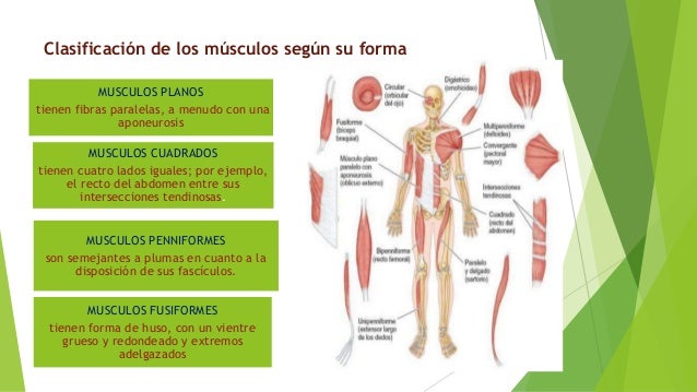 Clasificacion De Los Musculos Segun Su Direccion www.slideshare.net