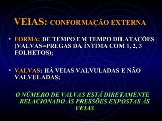 VEIAS:VEIAS: CONFORMAÇÃO EXTERNACONFORMAÇÃO EXTERNA
• FORMA:FORMA: DE TEMPO EM TEMPO DILATAÇÕESDE TEMPO EM TEMPO DILATAÇÕES
(VALVAS=PREGAS DA ÍNTIMA COM 1, 2, 3(VALVAS=PREGAS DA ÍNTIMA COM 1, 2, 3
FOLHETOS);FOLHETOS);
• VALVASVALVAS: HÁ VEIAS VALVULADAS E NÃO: HÁ VEIAS VALVULADAS E NÃO
VALVULADAS;VALVULADAS;
O NÚMERO DE VALVAS ESTÁ DIRETAMENTEO NÚMERO DE VALVAS ESTÁ DIRETAMENTE
RELACIONADO ÀS PRESSÕES EXPOSTAS ÀSRELACIONADO ÀS PRESSÕES EXPOSTAS ÀS
VEIASVEIAS
 