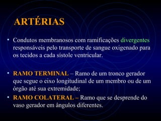 ARTÉRIASARTÉRIAS
• Condutos membranosos com ramificações divergentes
responsáveis pelo transporte de sangue oxigenado para
os tecidos a cada sístole ventricular.
• RAMO TERMINALRAMO TERMINAL – Ramo de um tronco gerador
que segue o eixo longitudinal de um membro ou de um
órgão até sua extremidade;
• RAMO COLATERAL –RAMO COLATERAL – Ramo que se desprende do
vaso gerador em ângulos diferentes.
 