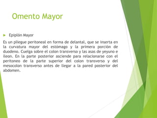 Omento Mayor 
 Epiplón Mayor 
Es un pliegue peritoneal en forma de delantal, que se inserta en 
la curvatura mayor del estómago y la primera porción de 
duodeno. Cuelga sobre el colon transverso y las asas de yeyuno e 
íleon. En la parte posterior asciende para relacionarse con el 
peritoneo de la parte superior del colon transverso y del 
mesocolon transverso antes de llegar a la pared posterior del 
abdomen. 
 
