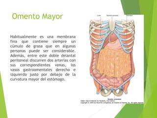 Omento Mayor 
Habitualmente es una membrana 
fina que contiene siempre un 
cúmulo de grasa que en algunas 
personas puede ser considerable. 
Además, entre este doble delantal 
peritoneal discurren dos arterias con 
sus correspondientes venas, los 
vasos gastroomentales derecho e 
izquierdo justo por debajo de la 
curvatura mayor del estómago. 
 