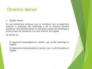 Omento Menor 
 Epiplón Menor 
Es una membrana continua con la envoltura con la superficie 
anterior y posterior del estómago y de la primera porción 
duodenal. Se extiende desde la curvatura menor del estómago y 
primera porción duodenal a la cara inferior del hígado. 
Se divide en: 
 El ligamento hepatogástrico medial, que va del estómago al 
hígado. 
 El ligamento hepatoduodenal lateral, que va del duodeno al 
hígado. 
 