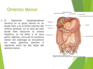 Omento Menor 
 El ligamento hepatoduodenal 
termina en su parte lateral en un 
borde libre y es el límite anterior del 
orificio omental. En el seno de este 
borde libre discurren la arteria 
hepática, la vía biliar y la vena 
porta. Además, cerca de la curvatura 
menor del estómago se encuentran 
los vasos gástricos derecho e 
izquierdo entre las dos hojas del 
omento menor. 
 