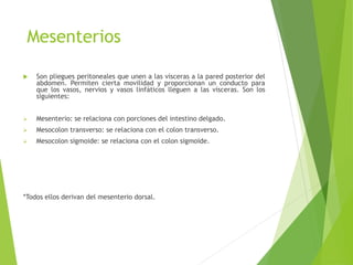 Mesenterios 
 Son pliegues peritoneales que unen a las vísceras a la pared posterior del 
abdomen. Permiten cierta movilidad y proporcionan un conducto para 
que los vasos, nervios y vasos linfáticos lleguen a las vísceras. Son los 
siguientes: 
 Mesenterio: se relaciona con porciones del intestino delgado. 
 Mesocolon transverso: se relaciona con el colon transverso. 
 Mesocolon sigmoide: se relaciona con el colon sigmoide. 
*Todos ellos derivan del mesenterio dorsal. 
 