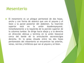 Mesenterio 
 El mesenterio es un pliegue peritoneal de dos hojas, 
ancho y con forma de abanico que une el yeyuno y el 
íleon a la pared posterior del abdomen. Su inserción 
superior está en la unión duodenoyeyunal, 
inmediatamente a la izquierda de la porción superior de 
la columna lumbar. Se dirige hacia abajo y a la derecha 
en dirección oblicua y termina en la unión ileocecal 
cerca del borde de la articulación sacrococcígea 
derecha. En la grasa situada entre las dos hojas 
peritoneales del mesenterio se encuentran las arterias, 
venas, nervios y linfáticos que van al yeyuno y al íleon. 
 