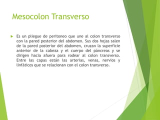 Mesocolon Transverso 
 Es un pliegue de peritoneo que une al colon transverso 
con la pared posterior del abdomen. Sus dos hojas salen 
de la pared posterior del abdomen, cruzan la superficie 
anterior de la cabeza y el cuerpo del páncreas y se 
dirigen hacia afuera para rodear al colon transverso. 
Entre las capas están las arterias, venas, nervios y 
linfáticos que se relacionan con el colon transverso. 
 