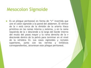 Mesocolon Sigmoide 
 Es un pliegue peritoneal en forma de “v” invertida que 
une el colon sigmoide a la pared del abdomen. El vértice 
de la v está cerca de la división de la arteria iliaca 
primitiva en las ramas interna y externa, y en la rama 
izquierda de la v desciende a lo largo del borde interno 
del muslo del psoas mayor y la rama derecha de la v 
desciende dentro de la pelvis para terminar en el nivel 
de la vértebra S3. Los vasos sigmoides y rectales 
superiores, junto con los nervios y linfáticos 
correspondientes, atraviesan este pliegue peritoneal. 
 