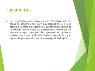 Ligamentos 
 Los ligamentos peritoneales están formados por dos 
capas de peritoneo que unen dos órganos entre sí o un 
órgano a la pared del abdomen y pueden formar parte de 
un omento. Se les suele dar nombre relacionado con las 
estructuras que conectan. Por ejemplo, el ligamento 
esplenorenal conecta al riñón derecho con el bazo y el 
ligamento gastrofrénico une al estómago al diafragma. 
 