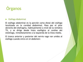Órganos 
 Esófago Abdominal 
El esófago abdominal es la porción corta distal del esófago 
localizada en la cavidad abdominal. Pasa por el pilar 
derecho del diafragma, habitualmente a nivel de la vertebra 
TX, y se dirige desde hiato esofágico al cardias del 
estómago, inmediatamente a la izquierda de la línea media. 
El tronco anterior y posterior del nervio vago van unidos al 
esófago cuando entra en el abdomen: 
 