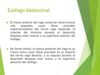 Esófago Abdominal 
 El tronco anterior del vago consta de varios troncos 
más pequeños cuyas fibras proceden 
mayoritariamente del nervio vago izquierdo; la 
rotación del intestino durante el desarrollo 
desplaza estos troncos a la superficie anterior del 
esófago. 
 De forma similar, el tronco posterior del vago es un 
tronco único cuyas fibras proceden en su mayoría 
del nervio vago derecho, y la rotación durante el 
desarrollo desplaza este tronco a la superficie 
posterior del esófago. 
 
