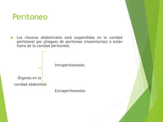Peritoneo 
 Las vísceras abdominales está suspendidas en la cavidad 
peritoneal por pliegues de peritoneo (mesenterios) o están 
fuera de la cavidad peritoneal. 
Intraperitoneales 
Órganos en la 
cavidad abdominal 
Extraperitoneales 
 