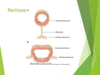 Peritoneo 
 