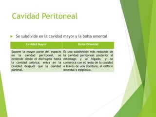 Cavidad Peritoneal 
 Se subdivide en la cavidad mayor y la bolsa omental 
Cavidad Mayor Bolsa Omental 
Supone la mayor parte del espacio 
en la cavidad peritoneal, se 
extiende desde el diafragma hasta 
la cavidad pélvica; entra en la 
cavidad después que la cavidad 
parietal. 
Es una subdivisión más reducida de 
la cavidad peritoneal posterior al 
estómago y al hígado, y se 
comunica con el resto de la cavidad 
a través de una abertura, el orificio 
omental o epiploico. 
 