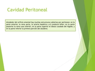 Cavidad Peritoneal 
Alrededor del orificio omental hay muchas estructuras cubiertas por peritoneo: en la 
parte anterior, la vena aorta, la arteria hepática y el conducto biliar; en la parte 
posterior la vena cava inferior; en la parte superior el lóbulo caudado del hígado; y 
en la parte inferior la primera porción del duodeno. 
 