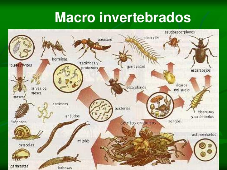 Resultado de imagen para invertebrados del suelo
