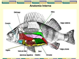 Anatomía Interna
 