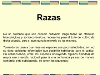 Razas
No se pretende que una especie cultivable tenga todos los atributos
bioecológicos y socioeconómicos, necesarios para el éxito del cultivo de
dicha especie, pero sí que reúna la mayoría de los mismos.

Teniendo en cuenta que nuestras especies son poco estudiadas, aún no
se tiene suficiente información que posibilite habilitarlas para el cultivo.
En consecuencia, entre las especies (incluyendo algunos híbridos) de
mayor uso a escala nacional para la cría controlada ya sea de manera
comercial o de subsistencia, se tienen las siguientes:
 