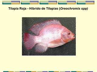 Tilapia Roja - Híbrido de Tilapias (Oreochromis spp)
 