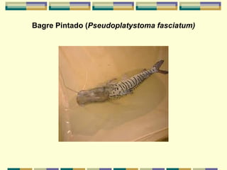 Bagre Pintado (Pseudoplatystoma fasciatum)
 